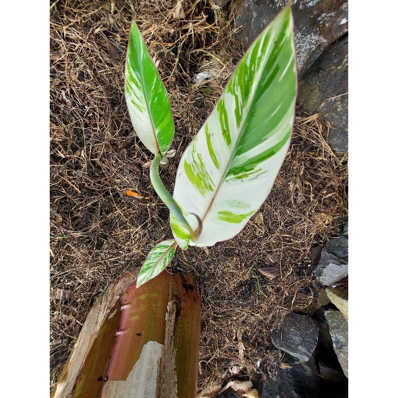 

pisang raja varigata