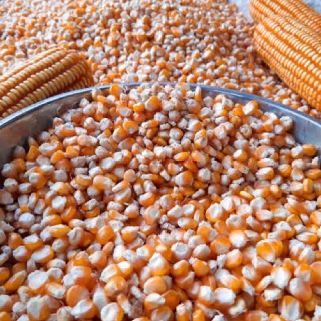 Jagung pakan ternak | Jagung pipil kering | Jagung pakan ayam | Jagung pakan burung | Jagung kering 