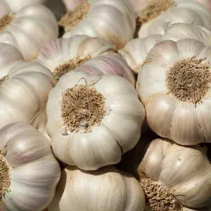 

BAWANG Putih biasa/banci
