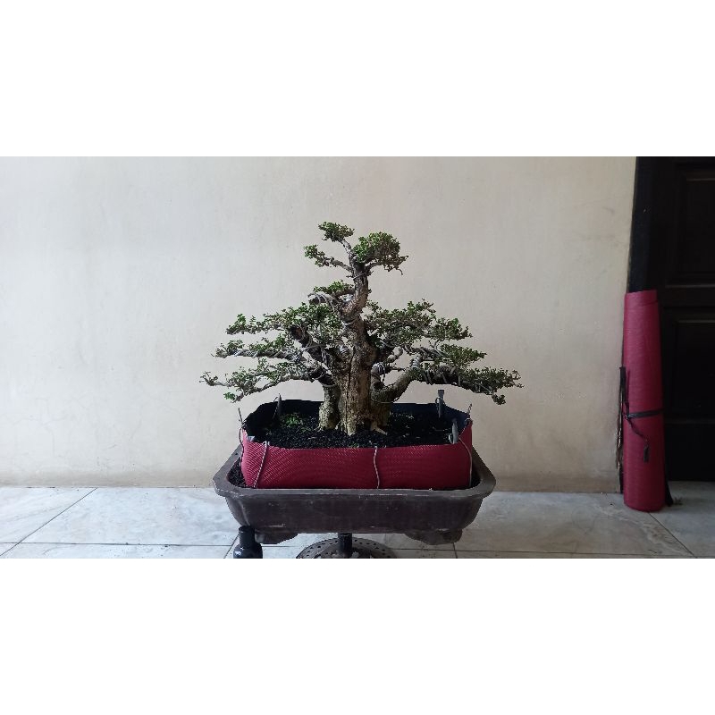 Bonsai Sancang Varigata Medium