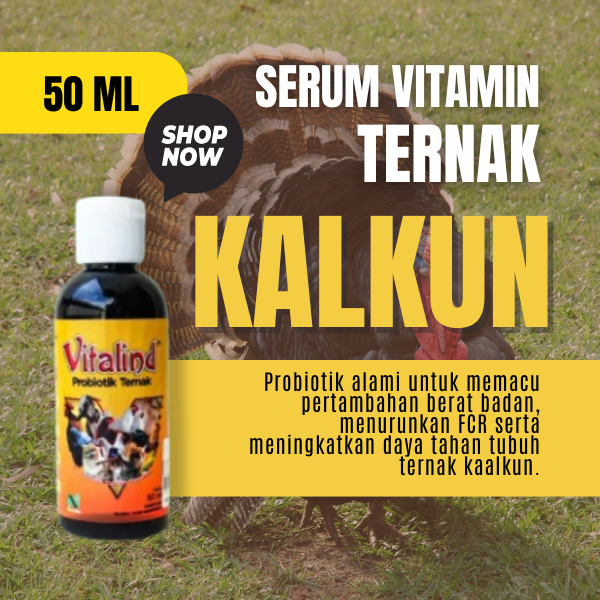 Vitamin ternak kalkun vitamin kalkun anakan  vitamin kalkun sepasang  vitamin kalkun hidup