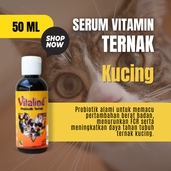 Vitamin hewan kucing vitamin kucing imunitas tubuh  vitamin kucing gemuk dan bulu  vitamin kucing na