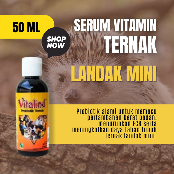 Vitamin hewan landak  vitamin landak vitamin landak kecil vitamin landak mini sepasang vitamin landa