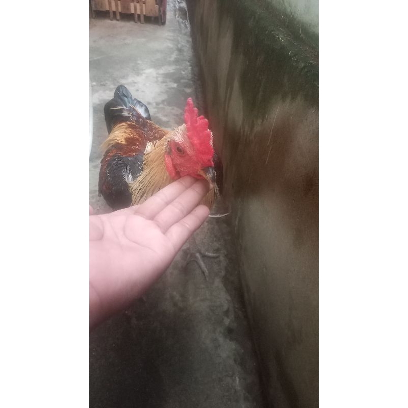 Ayam Birkok Hidup Ayam Ayam Super mental tarung