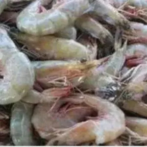 

udang basah segar(besar)