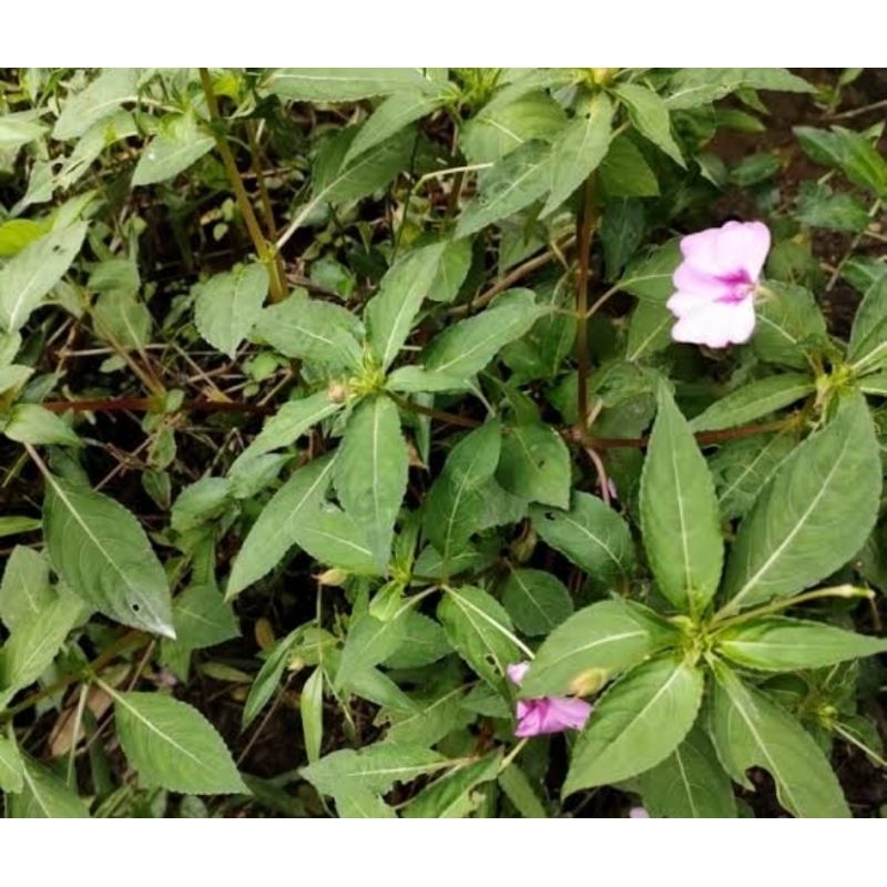 

Daun pacar air segar organik 1 kg petik langsung