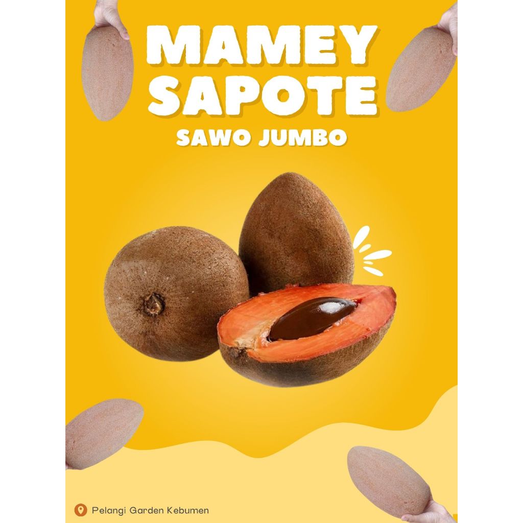 

RAKSASA TROPIS !! Sawo Jumbo Buah Langka Premium