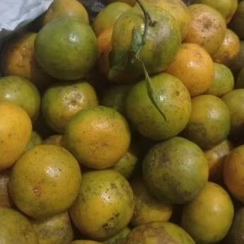 

Jeruk Manis Pontianak Madu Siem 1 Kg