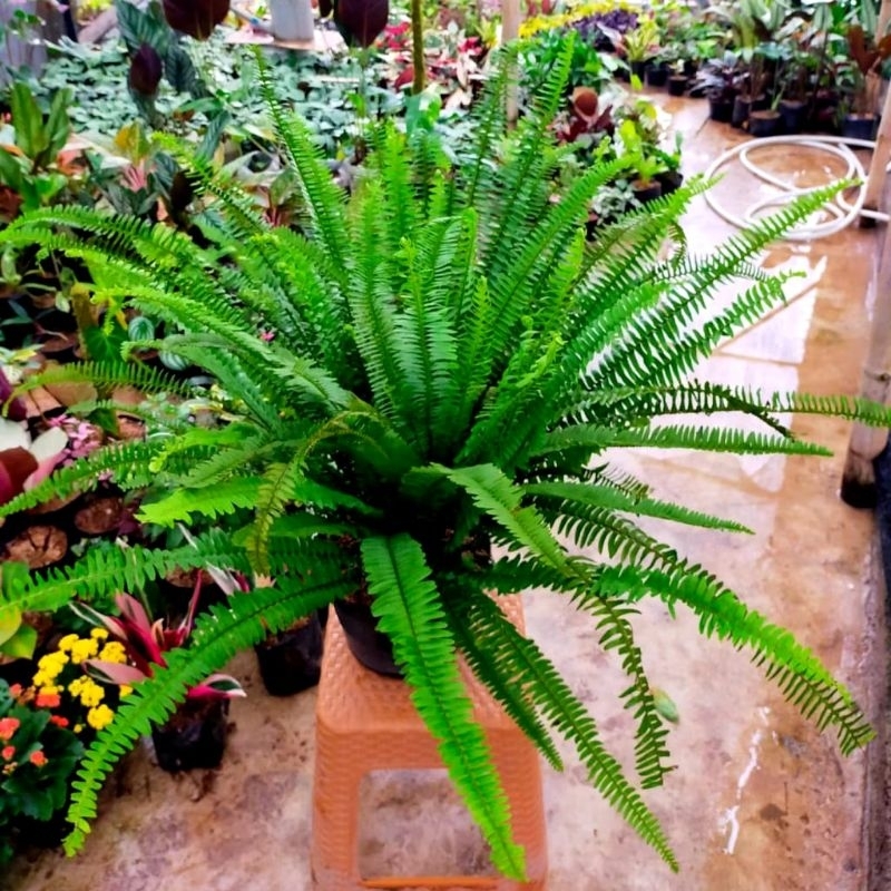 Tanaman hias pakis kelabang/ pakis hidup /pcs murah