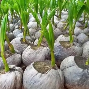 bibit kelapa lokal,entok, hibrida