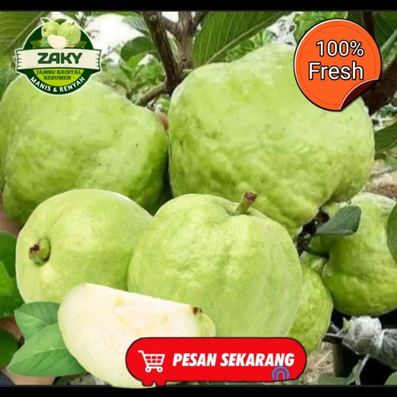 

2kg Jambu kristal kebumen non biji kualitas A manis renyah