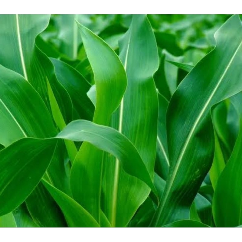 

Daun jagung segar petik langsung 250 gram organik-az