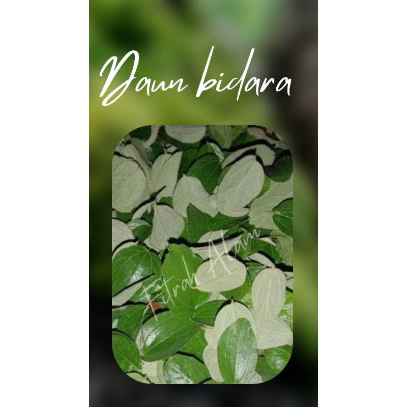 

Daun Bidara Arab isi 100 helai bisa cod