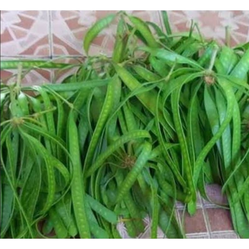 

Petai cina muda / lamtoro muda segar perikat