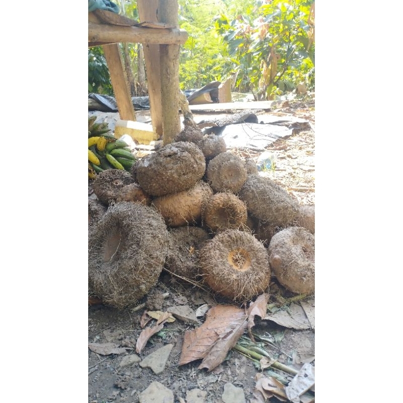 

Umbi p orang fresh 1kg