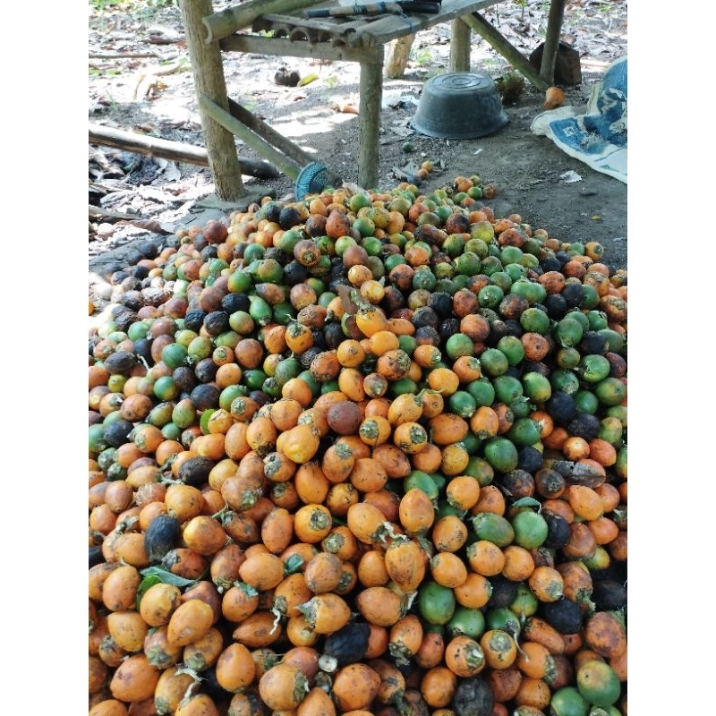 

buah pinang