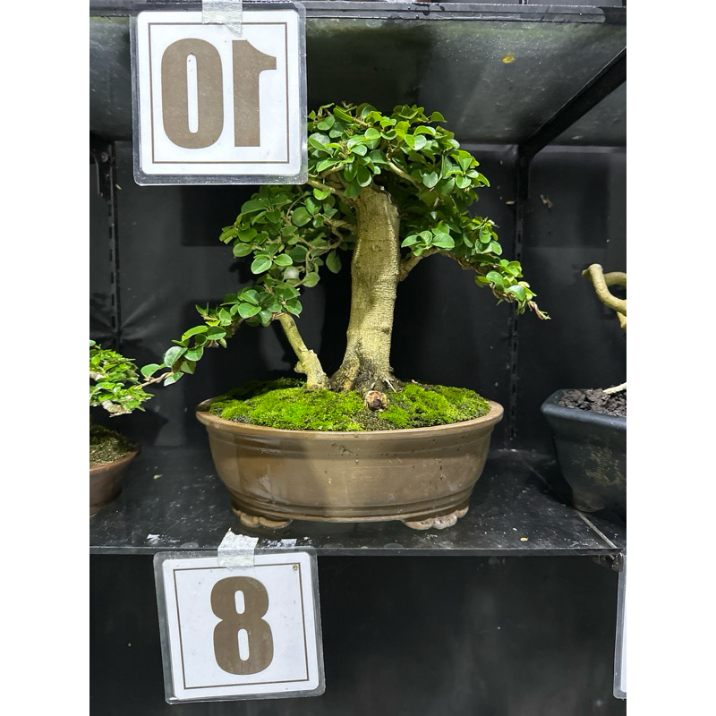 bonsai Kaliage