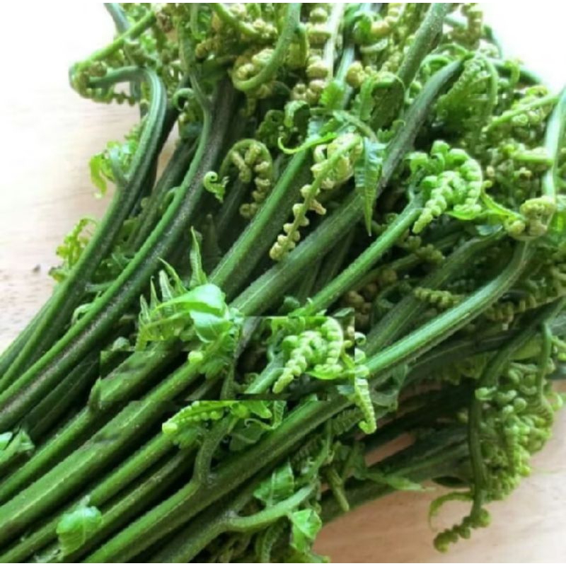 Pakis Sayur Pakis Sayur Segar Sayuran Pakis 250 Gram