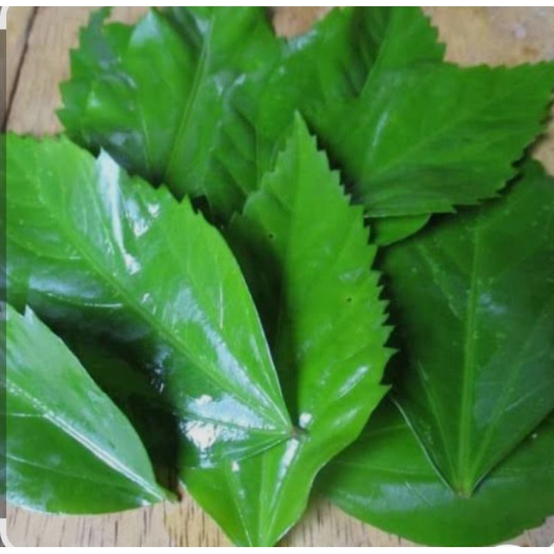 

Daun Bunga Sepatu segar dan kering 100gram