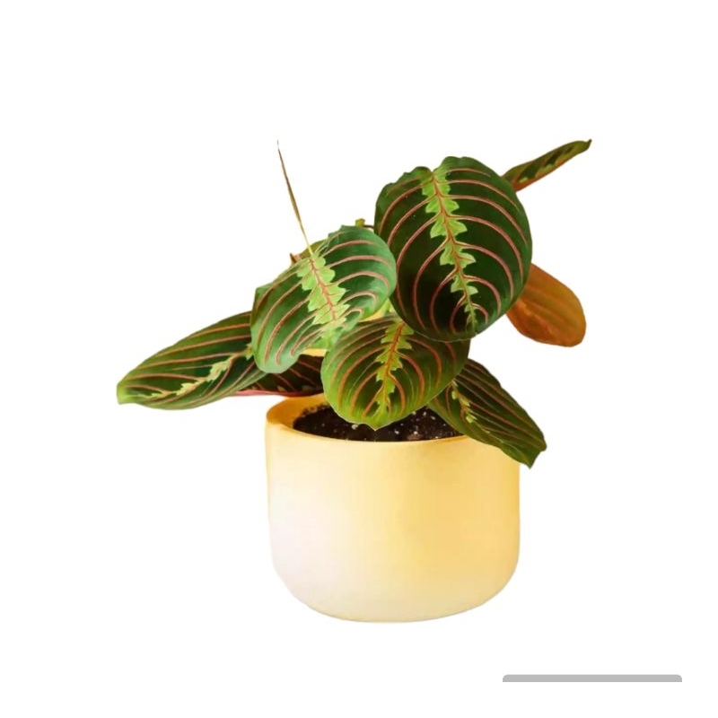 tanaman hias calathea kepiting