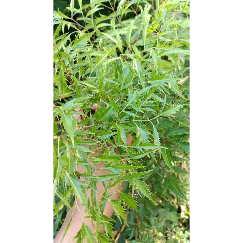 

Daun kenikir segar 500 gram