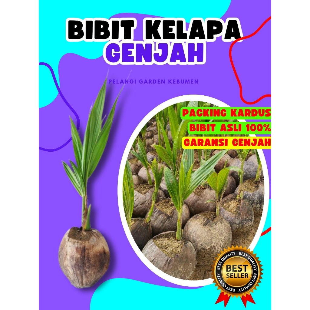 KUALITAS UNGGUL.. Pohon Kelapa Halus, Pohon Kelapa Hijau Hibrida Pendek, Pohon Kelapa Hibrida Hijau 