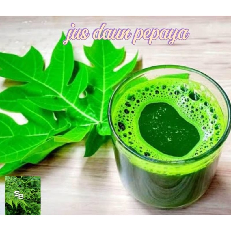 

Jus daun pepaya segar herbal alami 350 ml