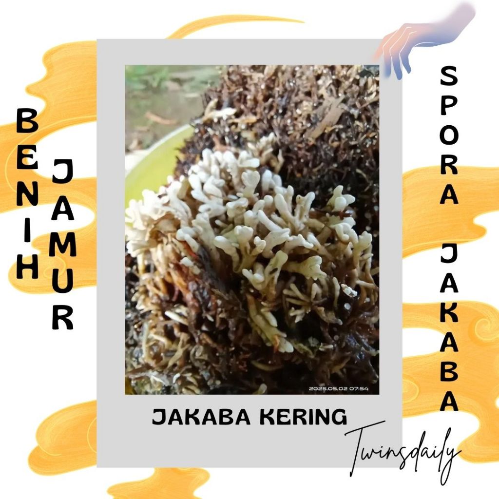 Twinsdaily | Jakaba Kering Biang Jakaba / Bibit / Spora/ Jamur keberuntungan abadi