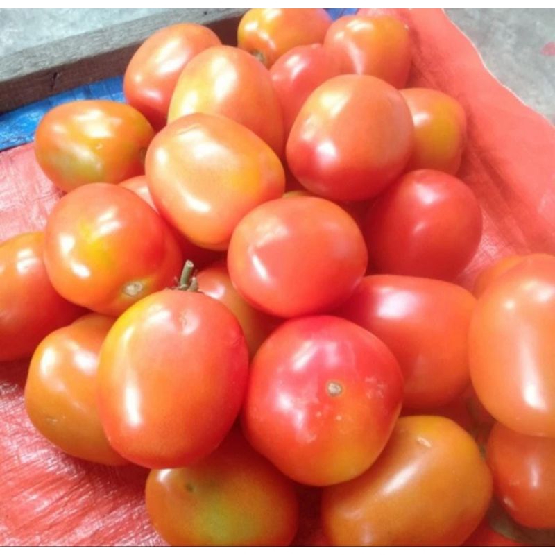 

Tomat sayur 1 kg
