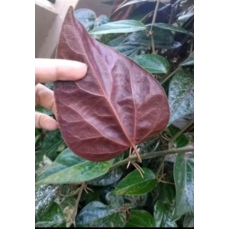 

Daun sirih merah asli