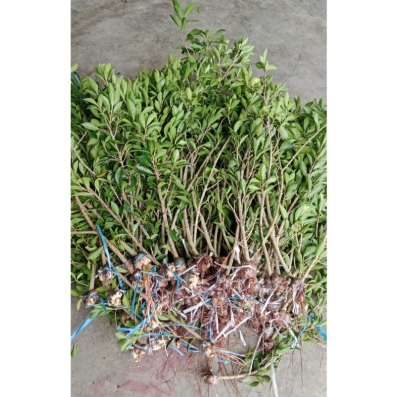 Bibit Elegan Ukuran Rokok Filter