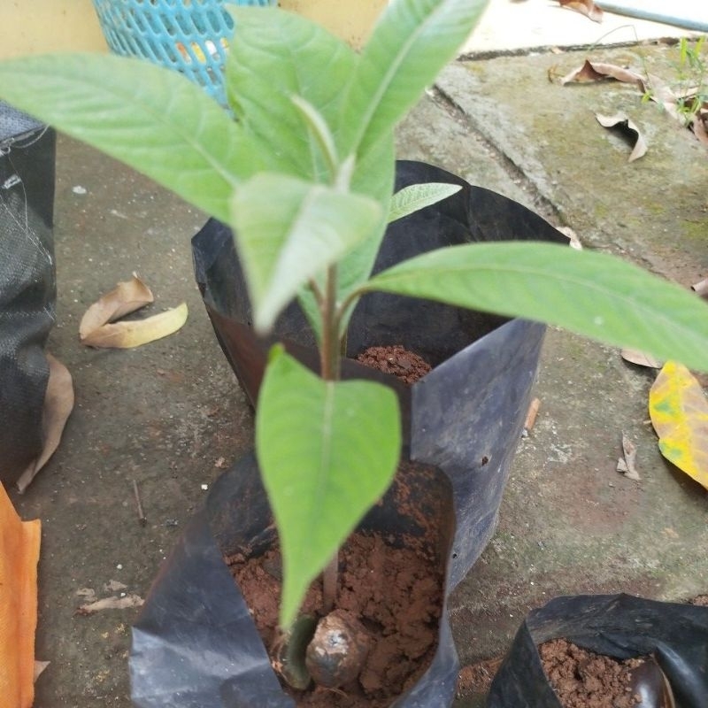 MAMEY SAPOTE DARI BIJI VALID MURAH