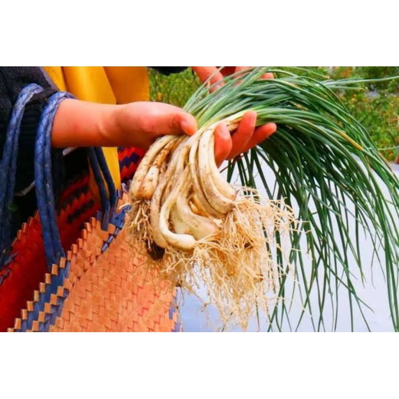 

Bawang batak/lokio/kucai 500gram