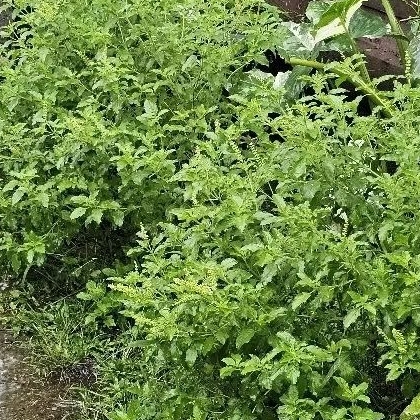 

Thai basil dauh Seger