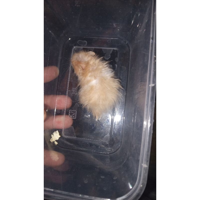 Hamster Syrian Long Hair