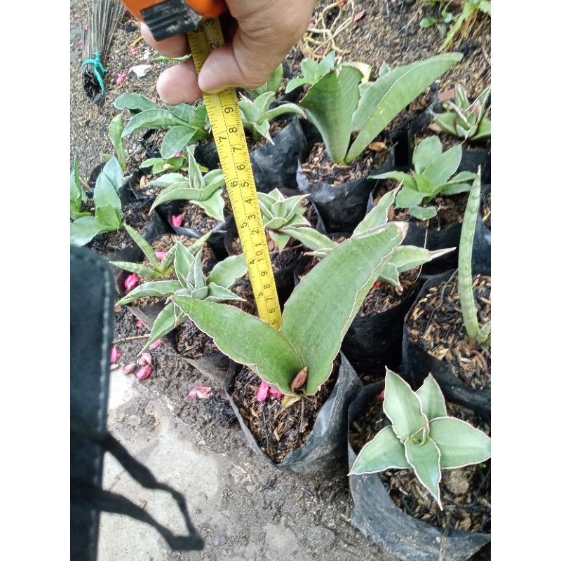 Sansevieria Mayer ranch