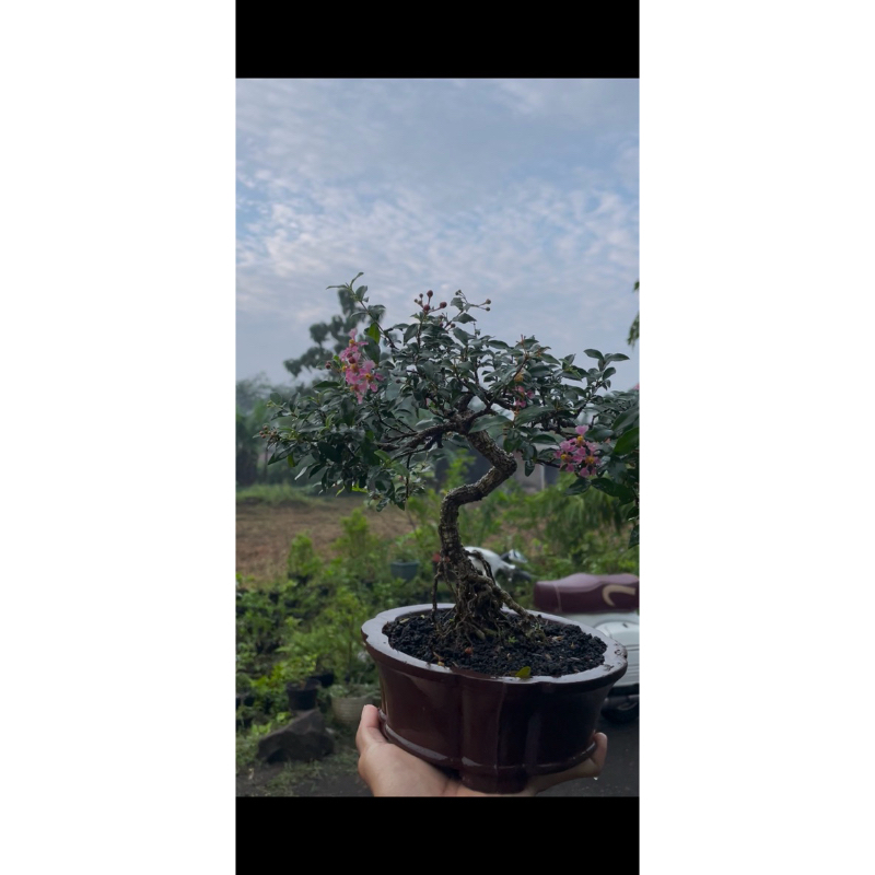 Bonsai siap pajang