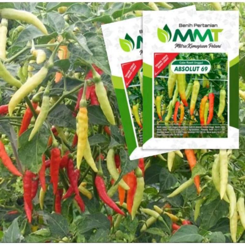 BENIH CABE ABSOLUT 69 BIBIT CABAI RAWIT ORIGINAL MMT