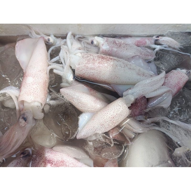 

Cumi segar premium besar 1kg hasil laut