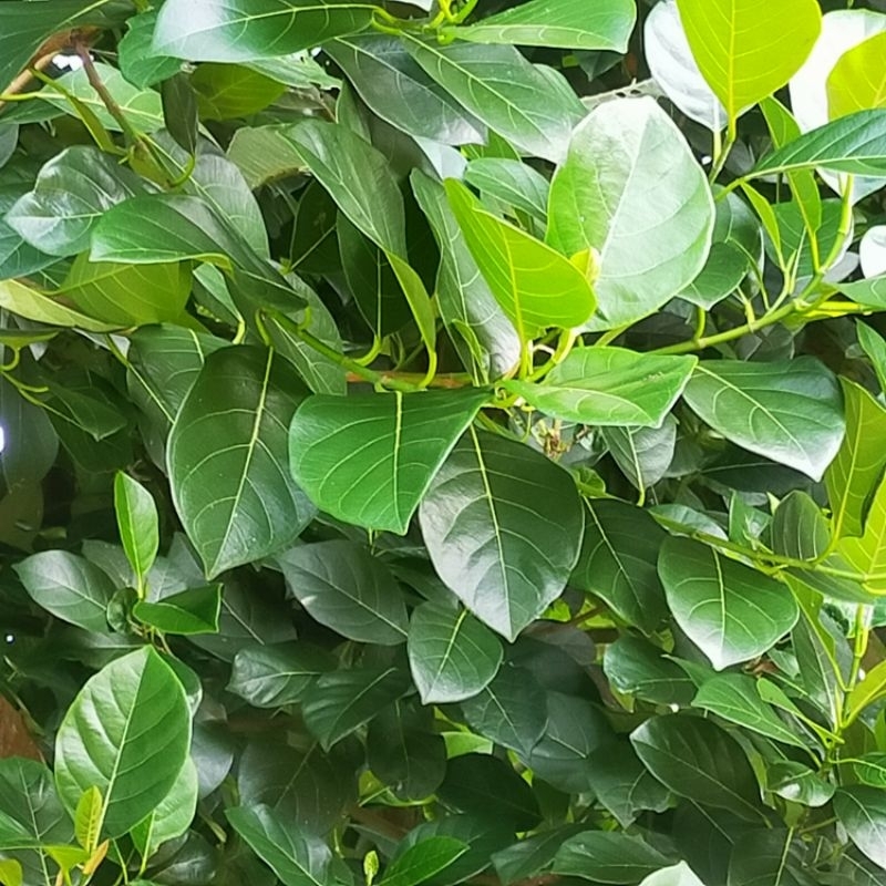 

Bahan Herbal DAUN NANGKA SEGAR Perlembar