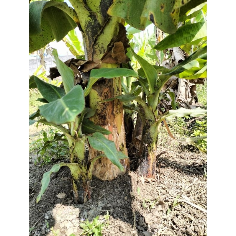 Pisang mini brazil / dwarf brazilian banana