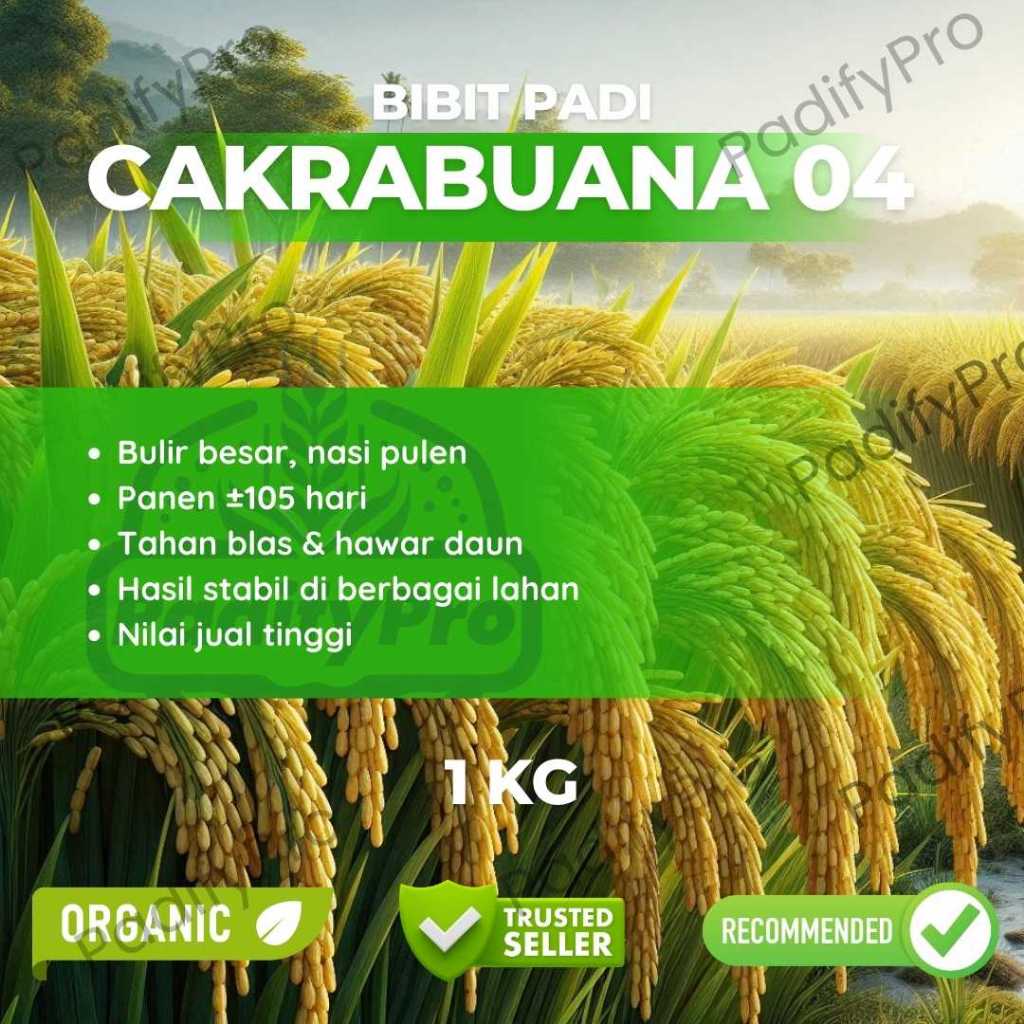 

Bibit Padi Unggul Cakrabuana 04 Tahan Hama Produktivitas Tinggi Tekstur Pulen Kemasan 1kg
