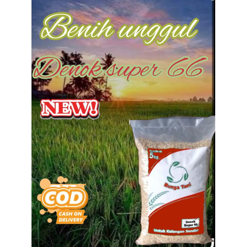benih padi Denok super 66 5KG