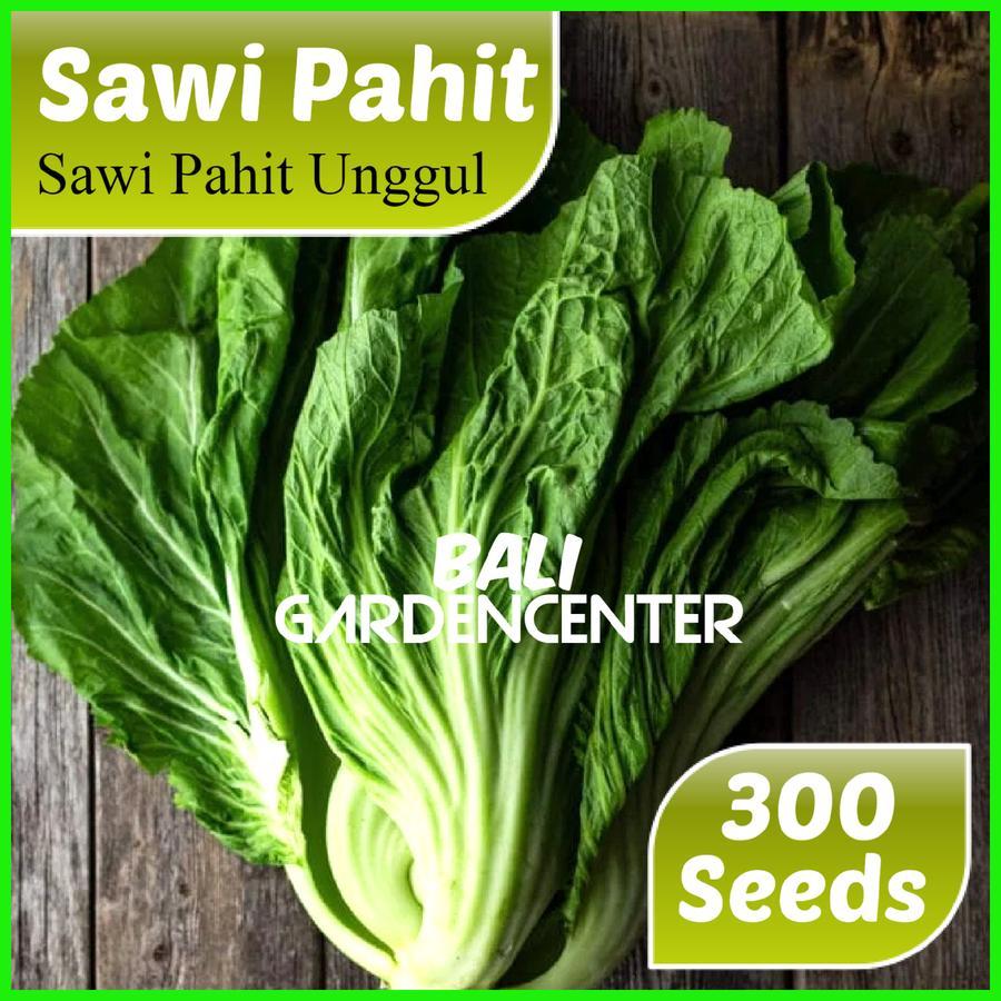 Isi 300 Benih Biji Sawi Pahit - Sawi Pahit Unggul