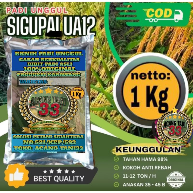 BIBIT PADI UNGGUL SIGUPAI UA12 ANTI ROBOH BERKUALITAS SUPER UNGGUL 5KG.