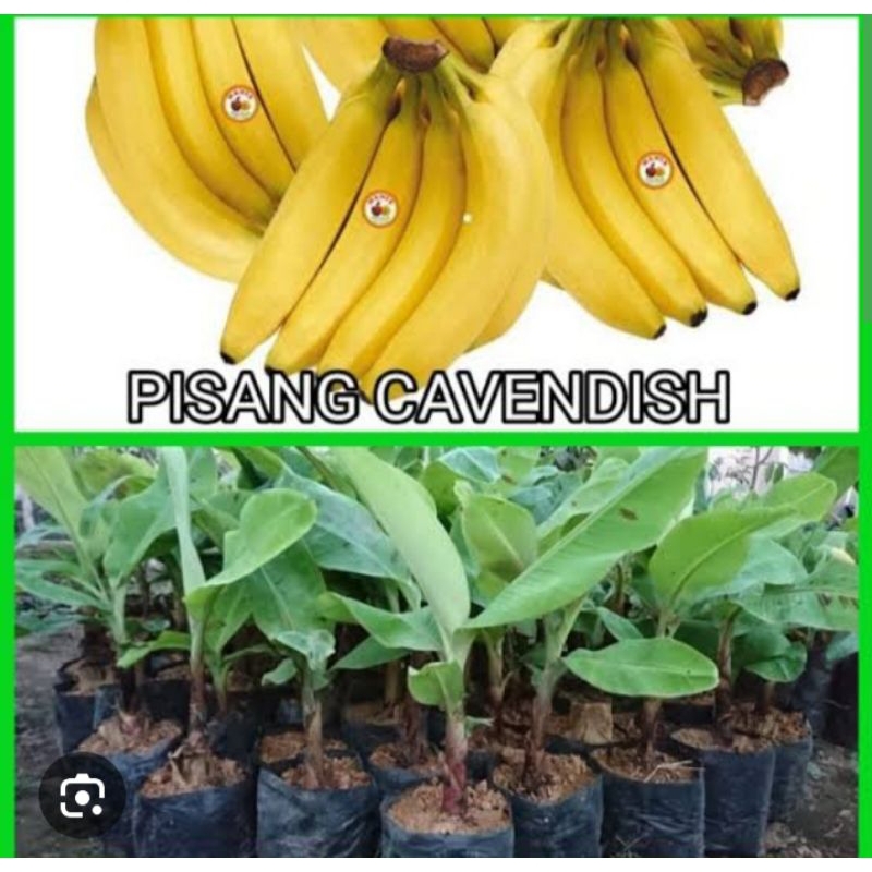 

bibit pisang cavendis