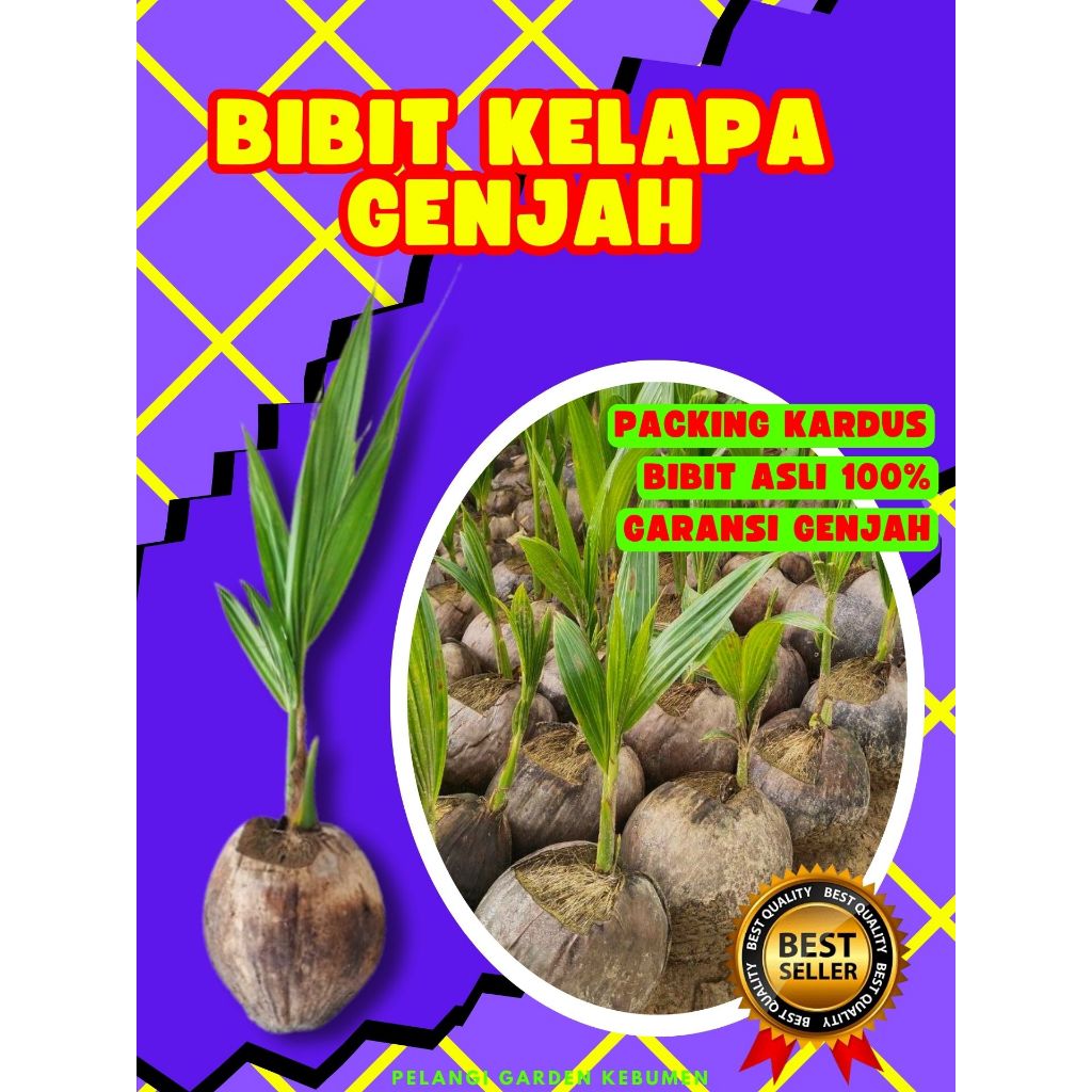 PALING DICARI.. Pohon Buah Kelapa Rendah, Pohon Buah Kelapa Tua Bulat, Pohon Buah Kelapa Tua Utuh
