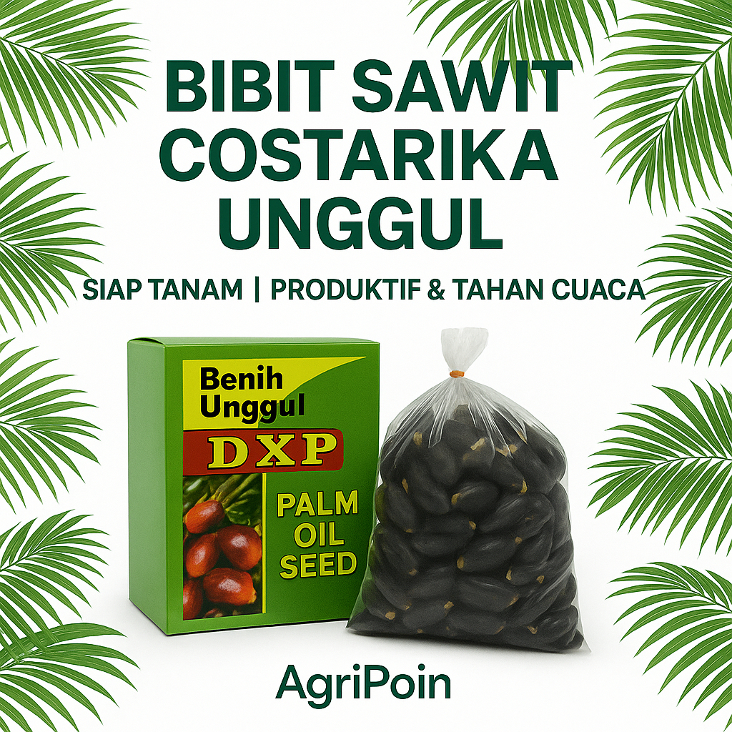BIBIT SAWIT COSTARIKA UNGGUL | CAMBAH SIAP TANAM | PRODUKTIF & TAHAN CUACA