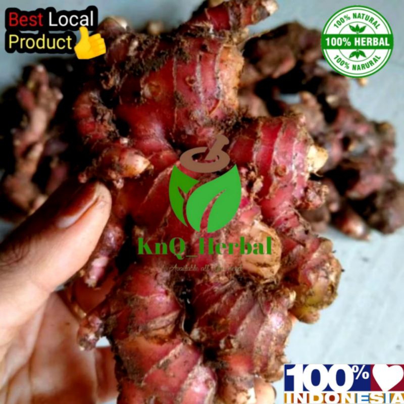 

jahe merah segar 1kg red ginger berkualitas tinggi