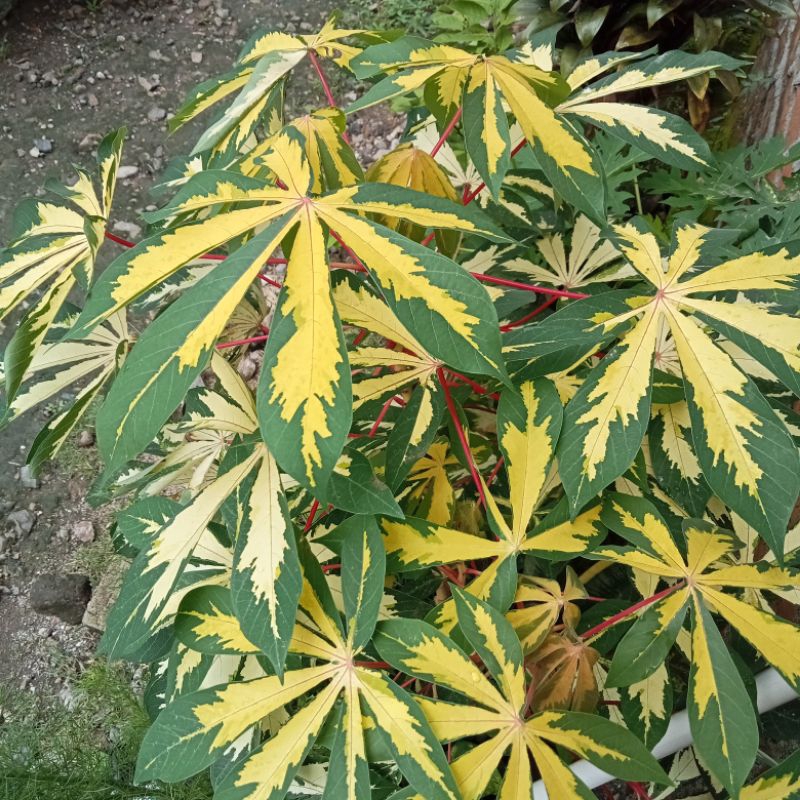 bibit pohon singkong hias